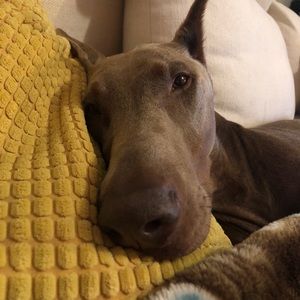 Meet your Posher, Maka